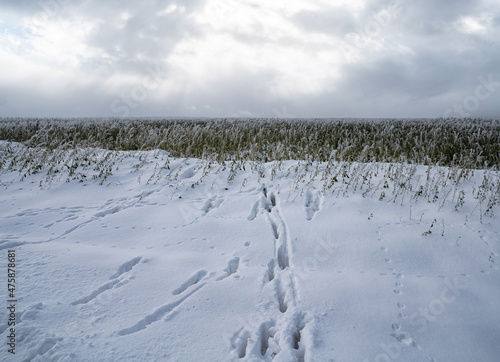 Wallpaper Mural Winterlandschaft - Spuren im Schnee Torontodigital.ca