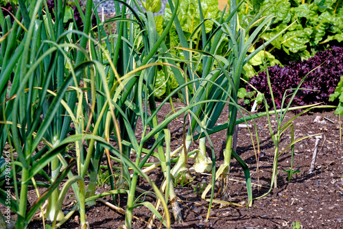 Tablou canvas Onions Ailsa Craig growing in the garden