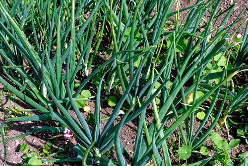 Vászonkép Onions Ailsa Craig growing in the garden