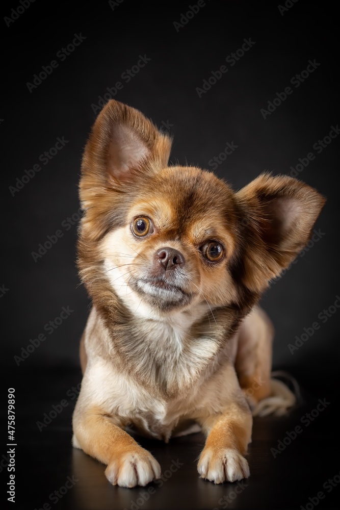 Furry and well groomed funny cockeyed chihuahua dog close-up portrait. Isolated on black background. Vertical image.