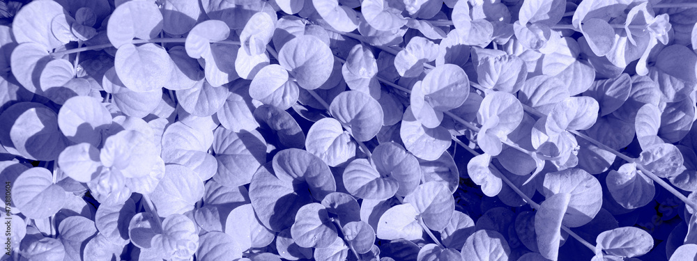 Banner. Background from leaves close-up in color Very Peri, color of the year, 2022 Color of the year Banner. Background from leaves close-up in color Very Peri, color of the year, 2022 Color of the year
