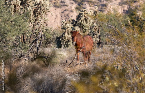 Wild Horse Near the Salt River in the Arizona Desert