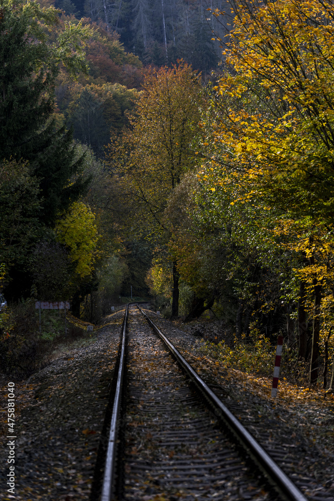 Fototapeta premium train tracks leading through the autumn colored forest