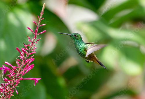 A glittering green Copper-rumped hummingbird, Amazilia tobaci, in flight feeding on a purple flower in a garden.