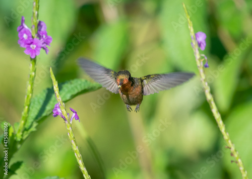 Female Tufted Coquette hummingbird, Lophornis ornatus, second smallest bird in the world feeding on a purple Vervain flower.