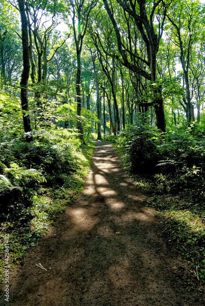 Culzean Park in summertime - Scotland Culzean Park in summertime - Scotland