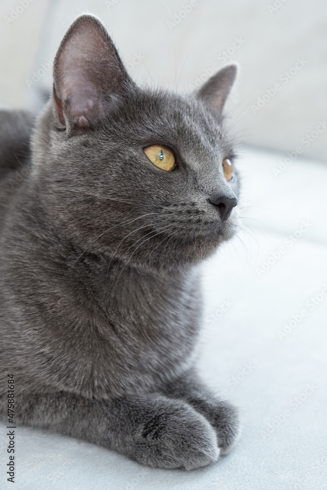 The gray cat with yellow eyes lies on a gray background. World Cat Day