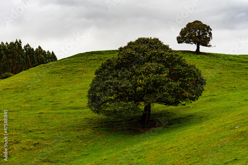 A tree is a plant with a woody stem that branches off at a certain height from the ground. photo