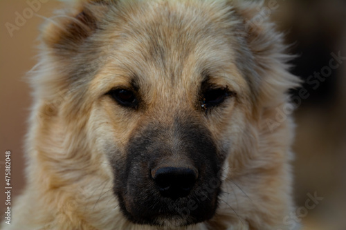 Dog. portrait close-up of dog sitting on the ground selective focus