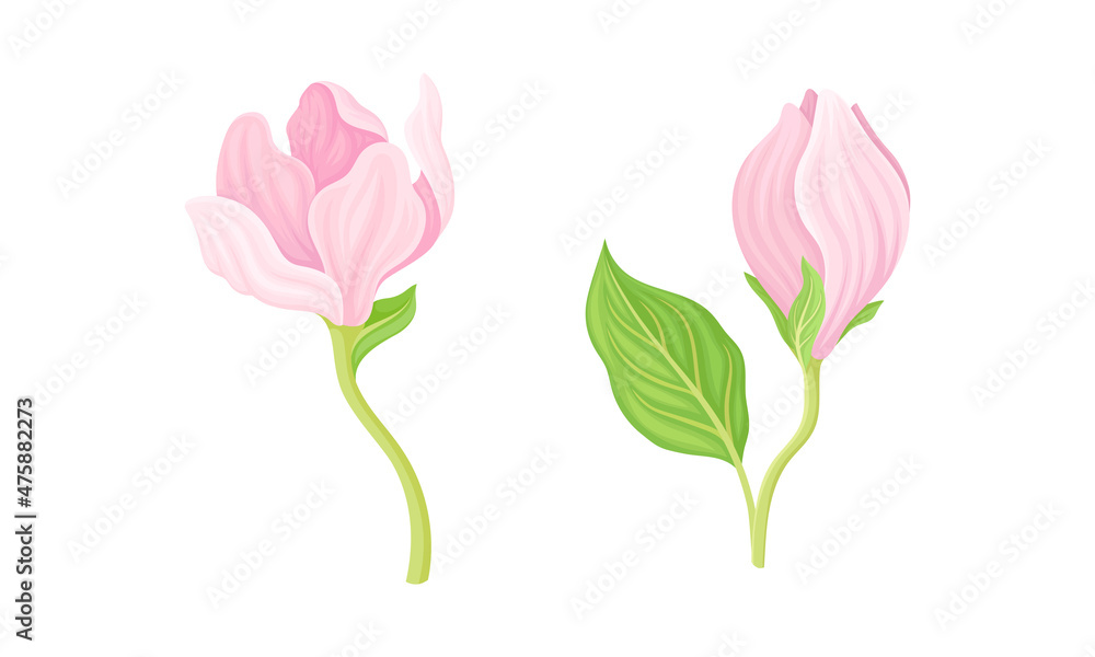 Fototapeta premium Pink delicate flowers set vector illustration on white background