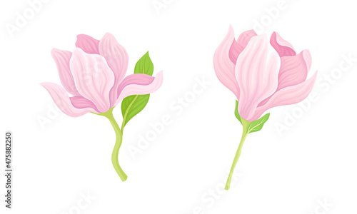 Beautiful pink delicate flowers set vector illustration on white background