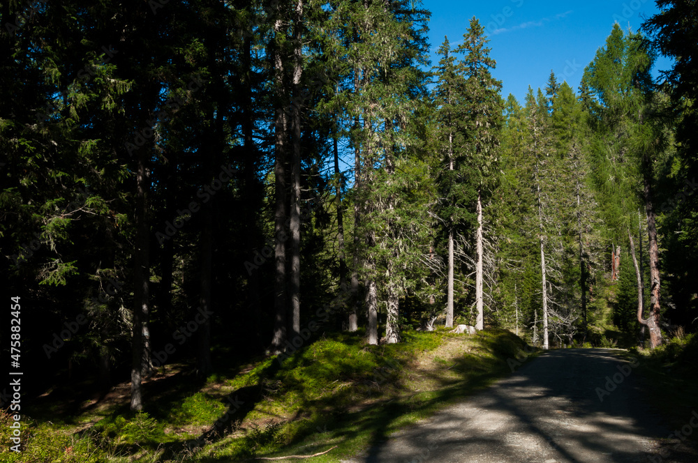 Schöner Wanderweg durch einen Nadelwald. Mit Schattenspiel. Sonniger Herbsttag Schöner Wanderweg durch einen Nadelwald. Mit Schattenspiel. Sonniger Herbsttag
