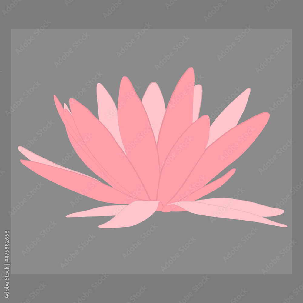 Lotus flower. Color vector illustration of the water lilies.