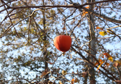 Autumn, persimmon Bull's heart.