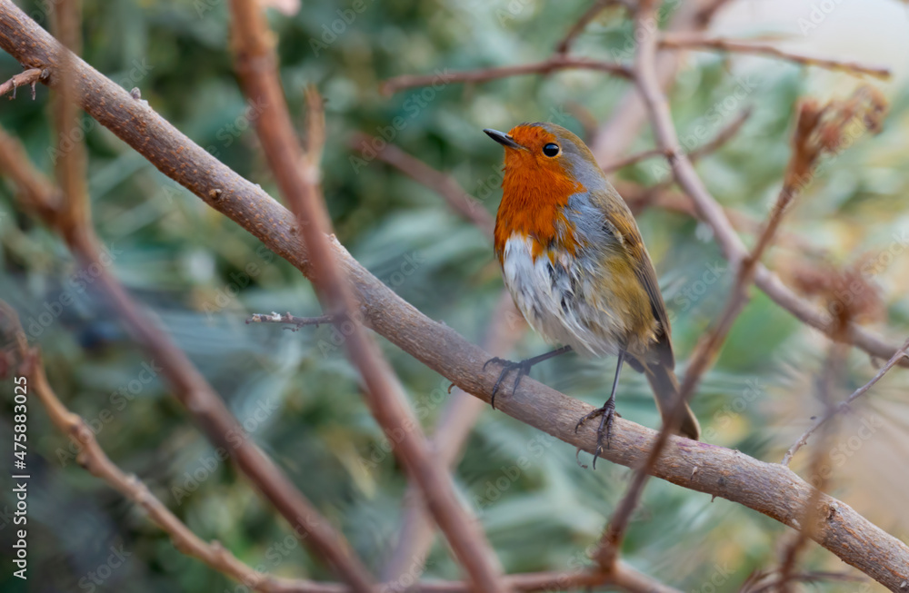 european robin resting in tree in garden ( erithacus rubecula ) european robin resting in tree in garden ( erithacus rubecula )