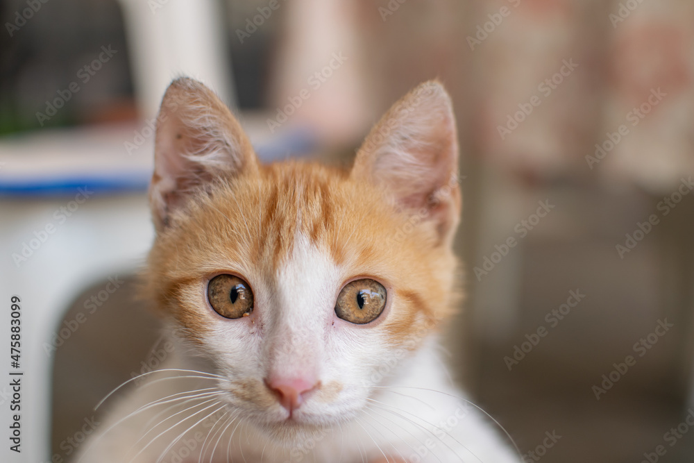 Close up of orange and white three month old kitten