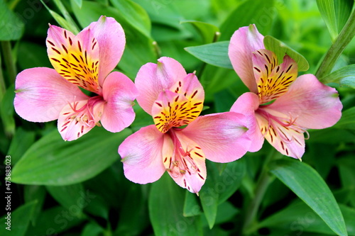 Alstroemeria.