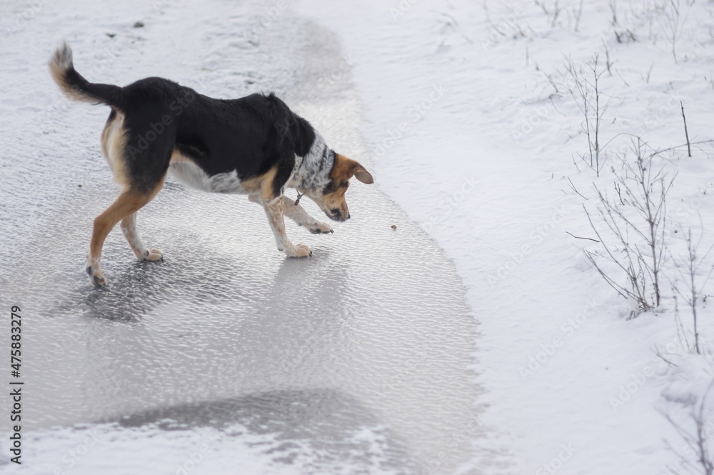 Portrait of mixed breed dog standing on ice covered ground and trying to get dogs food that human left on there and slip Portrait of mixed breed dog standing on ice covered ground and trying to get dogs food that human left on there and slip