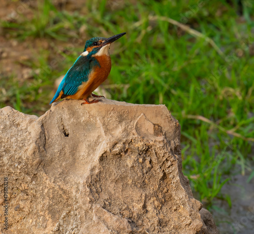 common kingfisher bird on a big rock ( alcedo atthis )