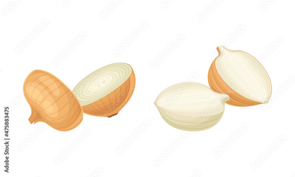 Fresh sliced yellow onion bulbs set vector illustratio Fresh sliced yellow onion bulbs set vector illustratio