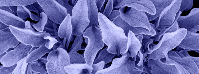 Wandcirkels Pantone 2022 very peri Very Peri bladeren in close-up  © Irina