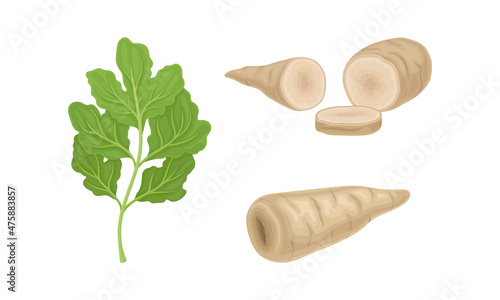 Fresh parsley plant for cooking set. Seasoning tuberous vegetable green leaves and root vector illustration