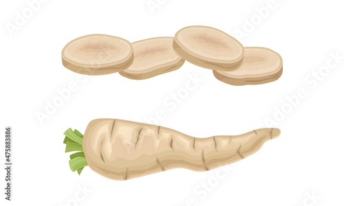 Parsley root whole and sliced set. Seasoning tuberous vegetable vector illustration