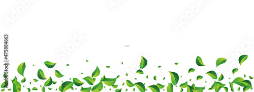 Mint Greens Fly Vector Panoramic White