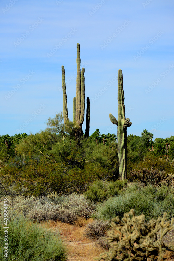 Saguaro Cactus Sonora desert Arizona