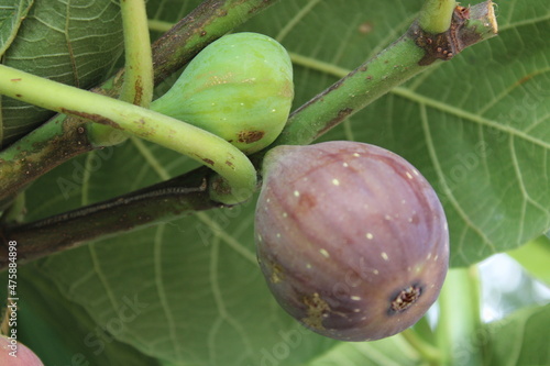 Fig.