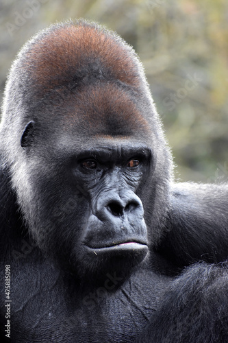 Gorilla at the zoo © Kill'N'Fuel