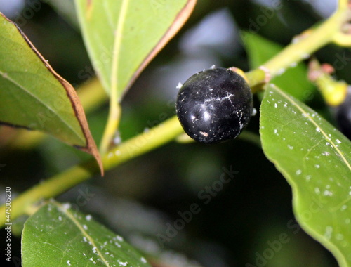 Snowflakes on the leaves and fruits of the noble laurel.