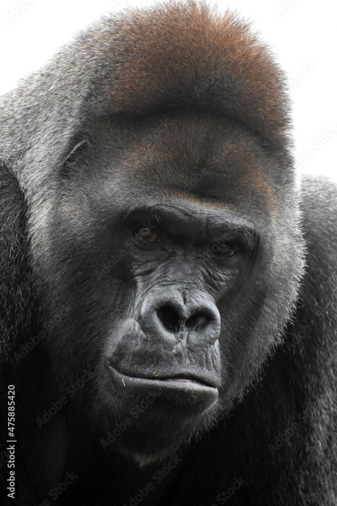Fototapeta premium Gorilla At The Zoo
