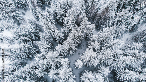 Natural background and abstraction. A view from a height of a winter spruce forest after a snowfall.