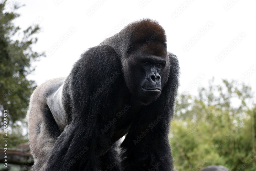 Gorilla at the zoo