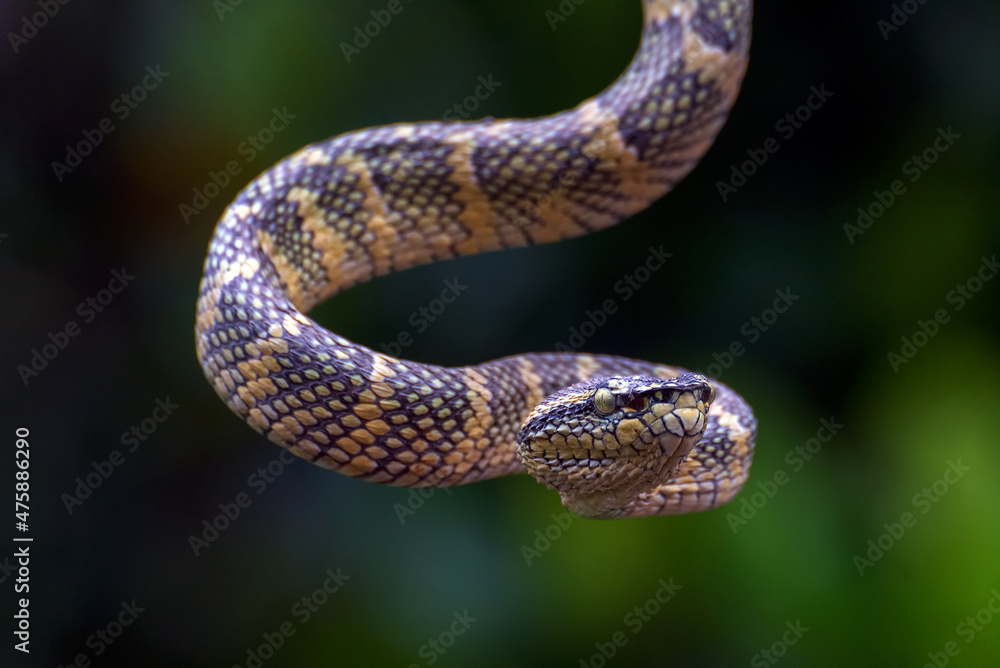 Obraz premium Wagler's pit viper on a tree branch