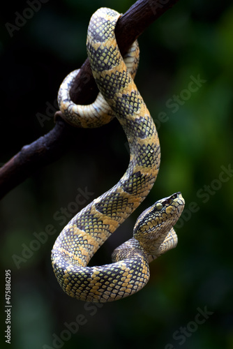 Wagler's pit viper on a tree branch