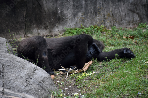 Gorilla at the zoo