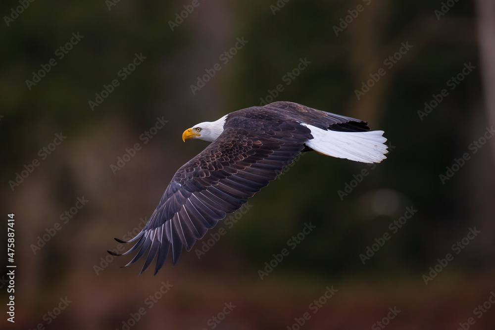 Obraz premium Bald eagle flying