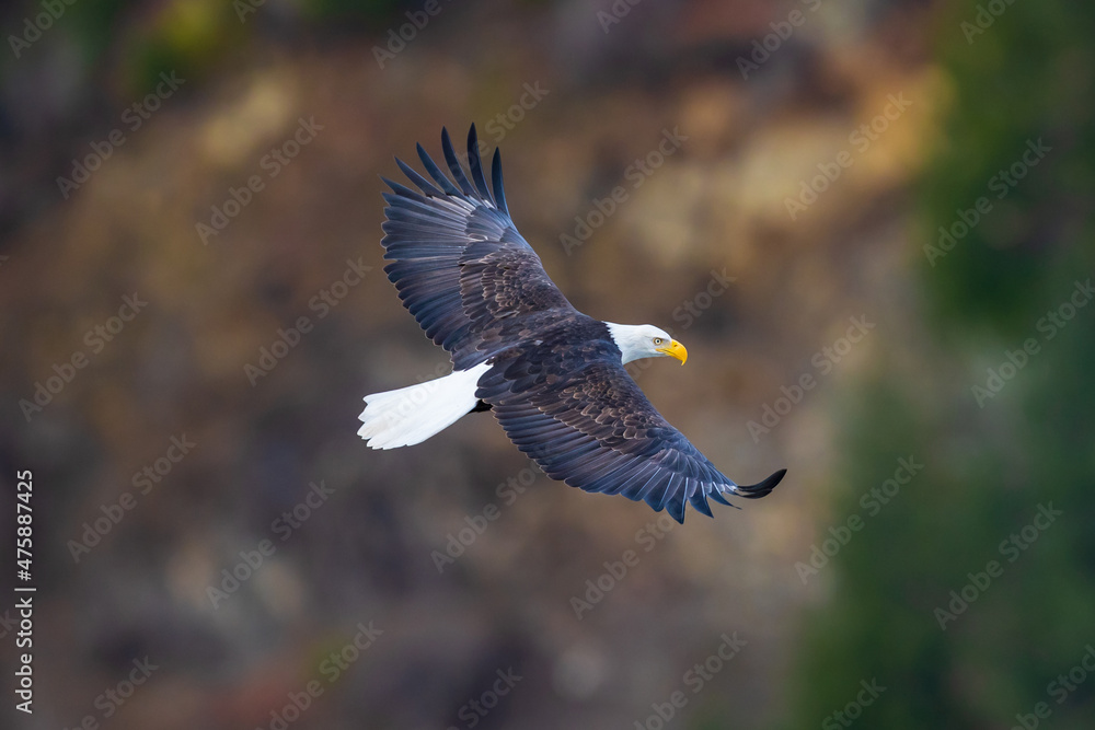 Obraz premium Bald eagle soaring in the trees