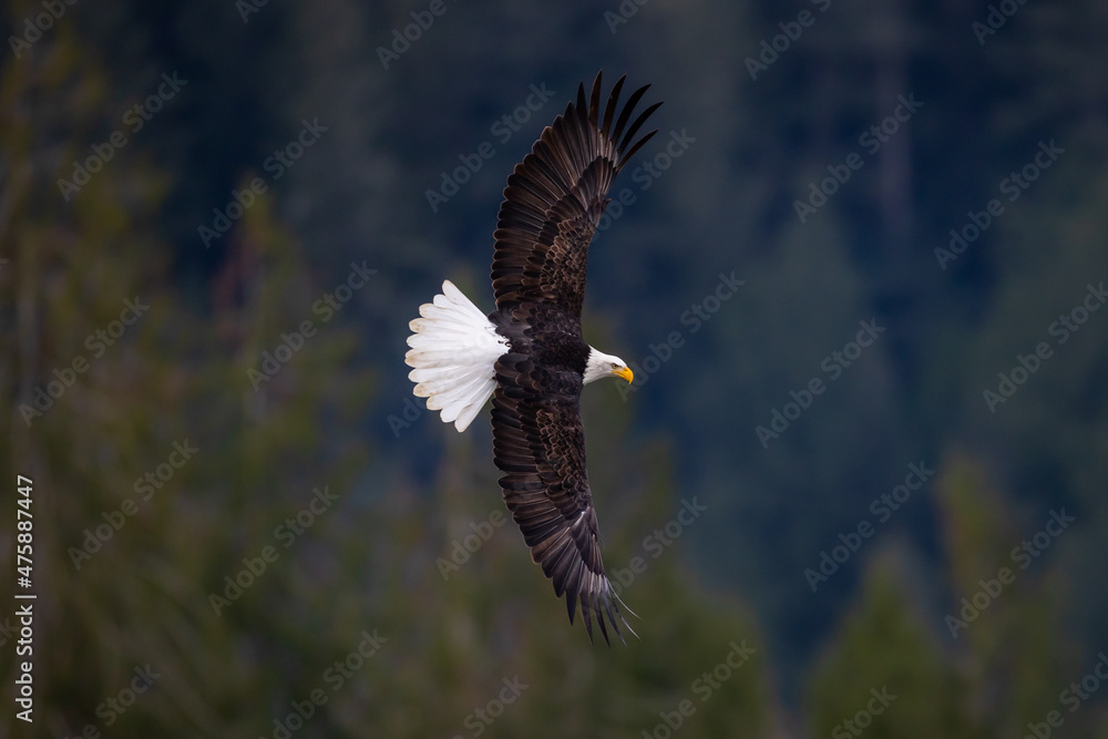 Obraz premium Large American bald eagle in flight with full wing span