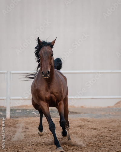 horse in stable in Dubai 