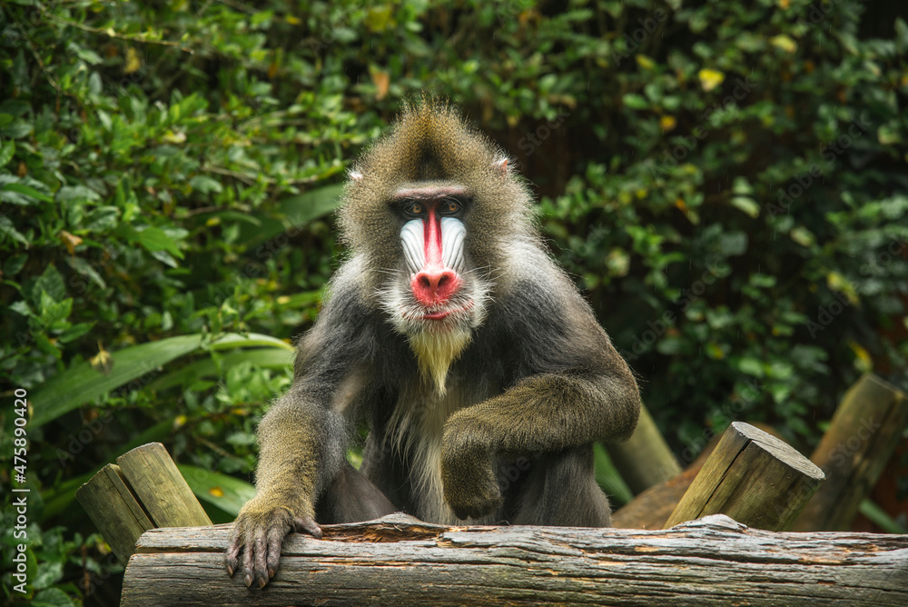 Naklejka premium Portrait of a baboon