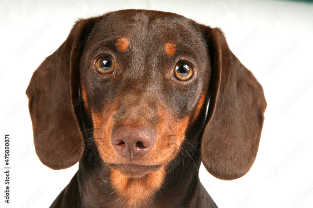 Beautiful portrait of a Dachshund of a white backdrop isolated.
Chocolate brown short hair taken in a studio setup