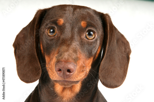 Wallpaper Mural Beautiful portrait of a Dachshund of a white backdrop isolated.
Chocolate brown short hair taken in a studio setup Torontodigital.ca