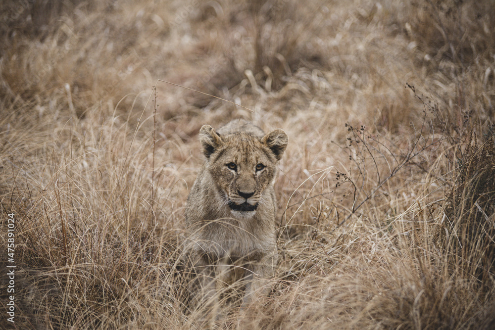 Lion Cub Hunting, Welgevonden Game Reserve, South Africa Lion Cub Hunting, Welgevonden Game Reserve, South Africa