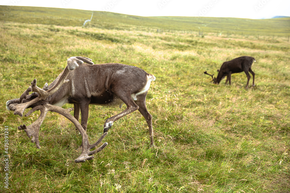 The Cairngorm Reindeer Herd is free-ranging herd of reindeer in the Cairngorm mountains in Scotland. The Cairngorm Reindeer Herd is free-ranging herd of reindeer in the Cairngorm mountains in Scotland.
