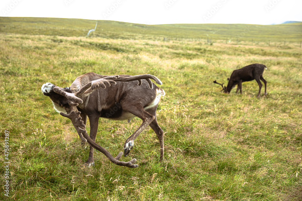 The Cairngorm Reindeer Herd is free-ranging herd of reindeer in the Cairngorm mountains in Scotland. The Cairngorm Reindeer Herd is free-ranging herd of reindeer in the Cairngorm mountains in Scotland.