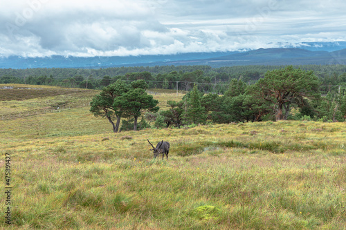 The Cairngorm Reindeer Herd is free-ranging herd of reindeer in the Cairngorm mountains in Scotland.