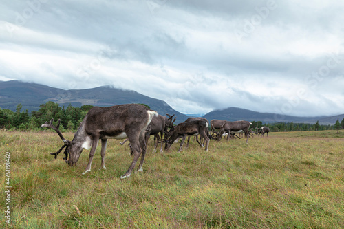 The Cairngorm Reindeer Herd is free-ranging herd of reindeer in the Cairngorm mountains in Scotland.